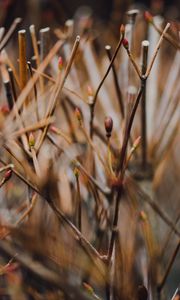 Preview wallpaper branches, grass, blur