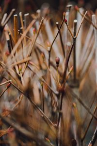 Preview wallpaper branches, grass, blur