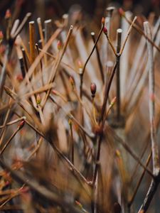 Preview wallpaper branches, grass, blur