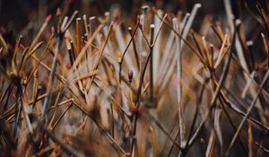 Preview wallpaper branches, grass, blur