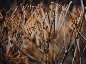 Preview wallpaper branches, grass, blur