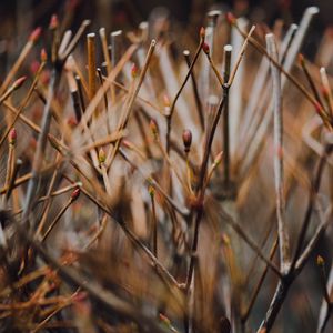 Preview wallpaper branches, grass, blur