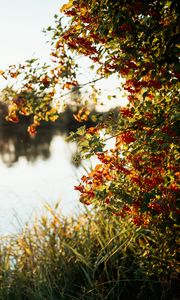 Preview wallpaper branches, grass, river, sunshine, nature