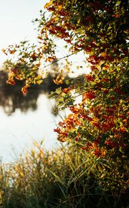 Preview wallpaper branches, grass, river, sunshine, nature