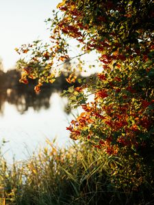 Preview wallpaper branches, grass, river, sunshine, nature