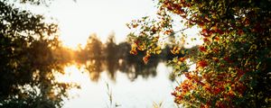 Preview wallpaper branches, grass, river, sunshine, nature