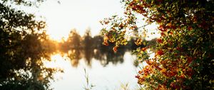 Preview wallpaper branches, grass, river, sunshine, nature