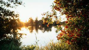 Preview wallpaper branches, grass, river, sunshine, nature