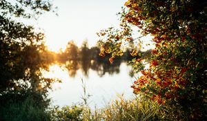 Preview wallpaper branches, grass, river, sunshine, nature