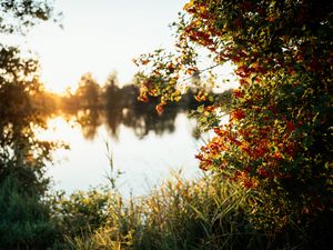 Preview wallpaper branches, grass, river, sunshine, nature