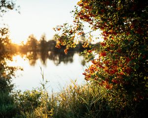 Preview wallpaper branches, grass, river, sunshine, nature