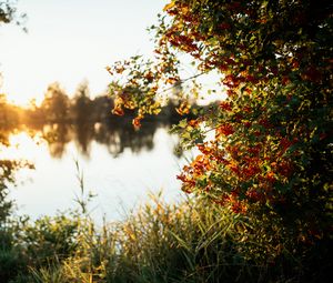 Preview wallpaper branches, grass, river, sunshine, nature