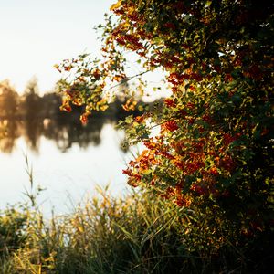 Preview wallpaper branches, grass, river, sunshine, nature
