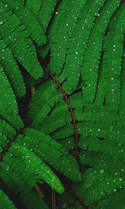 Preview wallpaper branches, greenery, fern, drops, rain