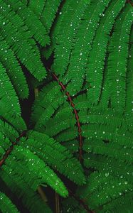 Preview wallpaper branches, greenery, fern, drops, rain