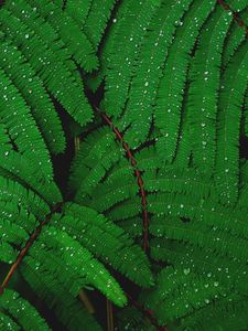 Preview wallpaper branches, greenery, fern, drops, rain