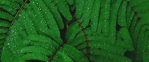 Preview wallpaper branches, greenery, fern, drops, rain