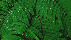 Preview wallpaper branches, greenery, fern, drops, rain