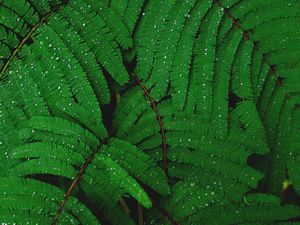 Preview wallpaper branches, greenery, fern, drops, rain