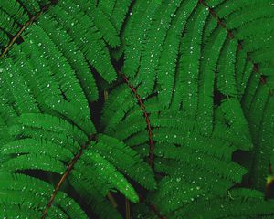 Preview wallpaper branches, greenery, fern, drops, rain