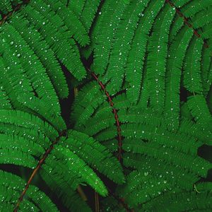 Preview wallpaper branches, greenery, fern, drops, rain