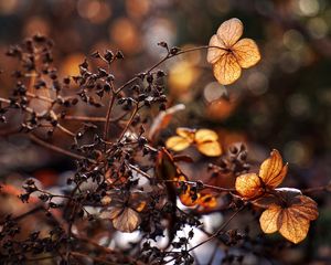 Preview wallpaper branches, herbarium, dry, autumn, macro