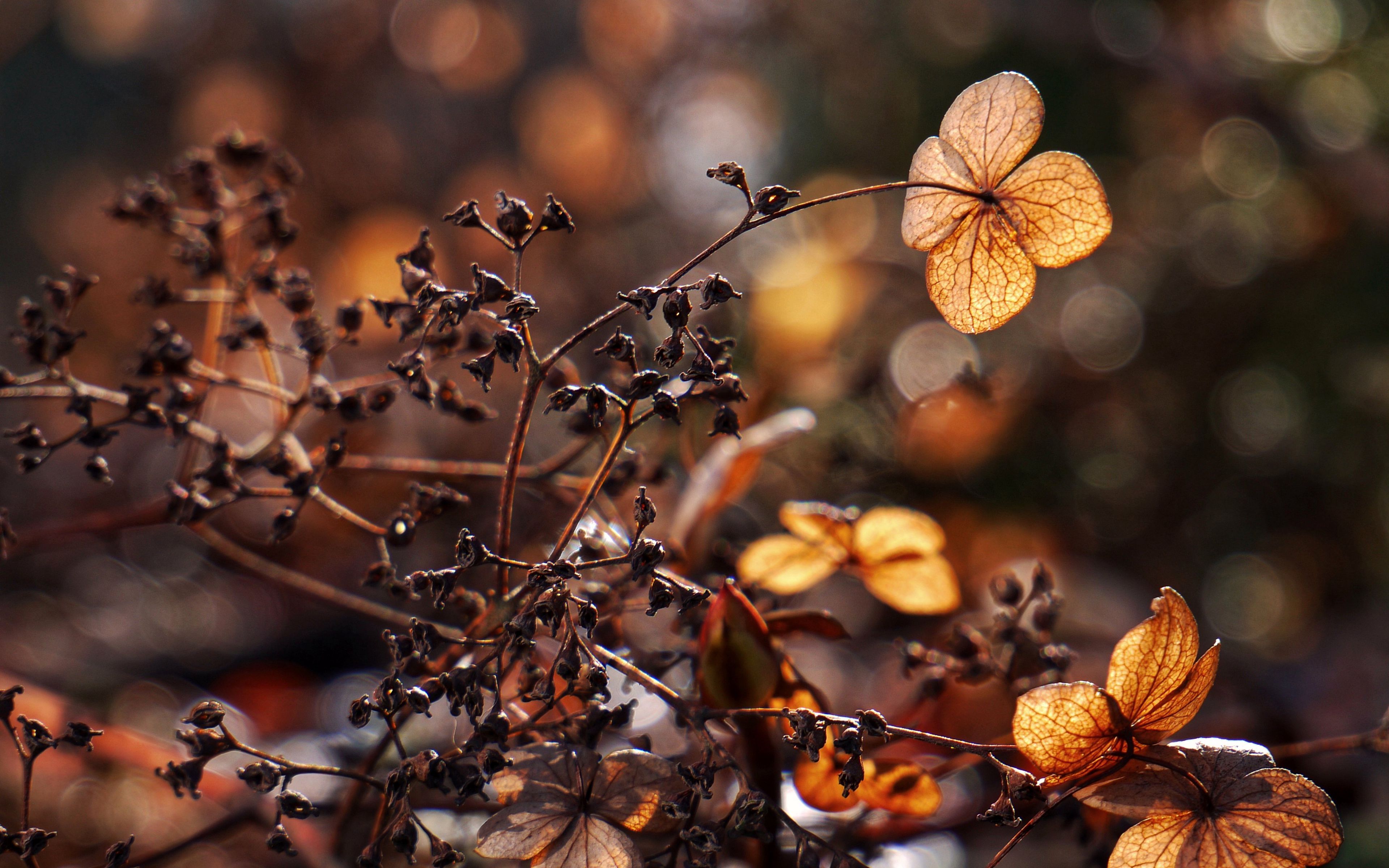 Download wallpaper 3840x2400 branches, herbarium, dry, autumn, macro 4k