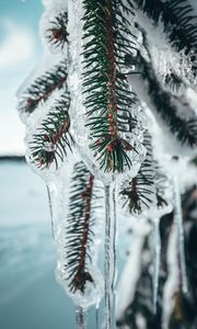 Preview wallpaper branches, ice, frozen, pine, macro