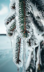 Preview wallpaper branches, ice, frozen, pine, macro