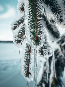 Preview wallpaper branches, ice, frozen, pine, macro