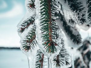 Preview wallpaper branches, ice, frozen, pine, macro