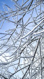 Preview wallpaper branches, ice, winter, frost