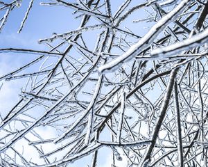 Preview wallpaper branches, ice, winter, frost