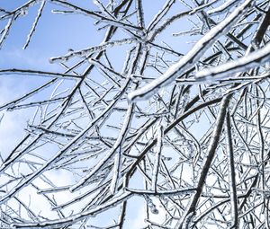 Preview wallpaper branches, ice, winter, frost