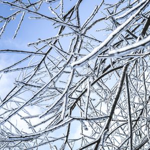 Preview wallpaper branches, ice, winter, frost