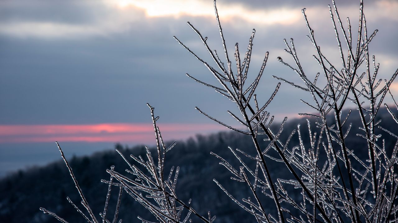 Wallpaper branches, ice, winter, macro hd, picture, image