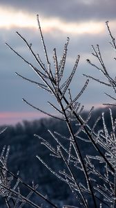 Preview wallpaper branches, ice, winter, macro