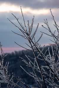 Preview wallpaper branches, ice, winter, macro