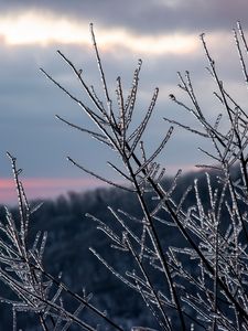 Preview wallpaper branches, ice, winter, macro