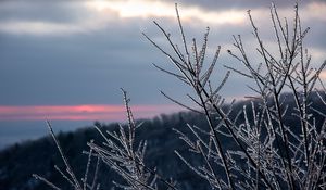 Preview wallpaper branches, ice, winter, macro