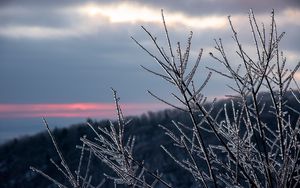 Preview wallpaper branches, ice, winter, macro