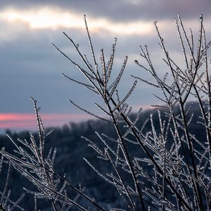 Preview wallpaper branches, ice, winter, macro