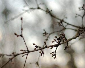 Preview wallpaper branches, kidneys, spring