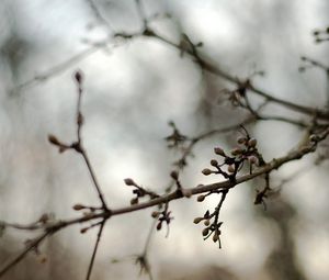 Preview wallpaper branches, kidneys, spring