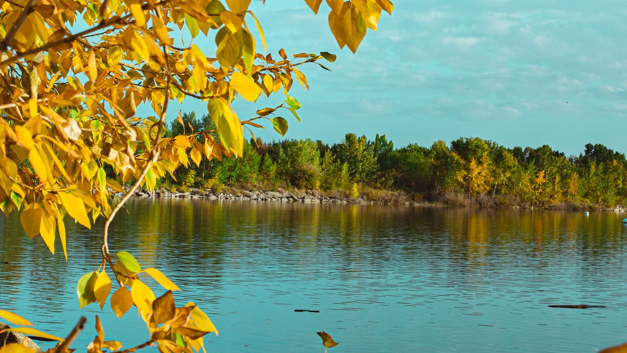 Wallpaper branches, lake, autumn, trees