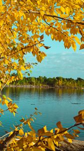 Preview wallpaper branches, lake, autumn, trees