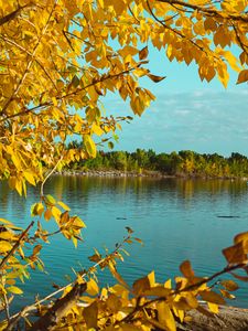 Preview wallpaper branches, lake, autumn, trees