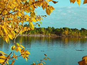 Preview wallpaper branches, lake, autumn, trees