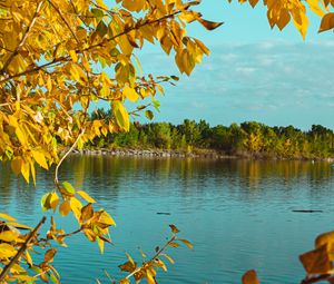 Preview wallpaper branches, lake, autumn, trees