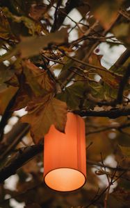 Preview wallpaper branches, lantern, light, lighting, tree